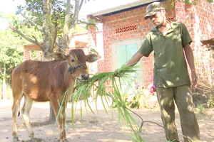 Cấp bò sinh sản cho hộ nghèo nhưng dân lại nhận bê con