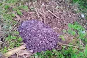 Bị công an lập biên bản vì dùng máy kích điện bắt giun đất