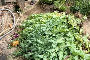 Một hộ dân trồng gần 500 cây thuốc phiện sau nhà