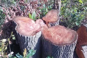 Phá rừng còn livestream xuyên tạc lực lượng chức năng