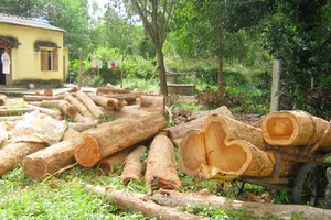 Khởi tố, bắt giam 5 người phá rừng ở Kon Tum