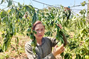 Kẻ gian chặt phá gần 600 gốc cà phê, chanh dây ở Gia Lai