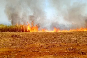 350 tấn mía của 10 hộ dân bị cháy 