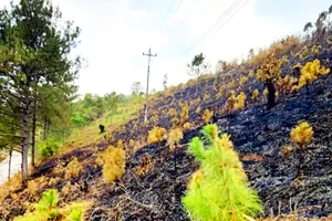 Kon Tum: 1 doanh nghiệp bất cẩn làm cháy rụi rừng trồng của 2 hộ dân