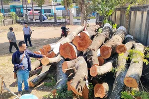 Tiếc nuối hàng lim xẹt hơn 50 năm tuổi bị cưa hạ ở TP Pleiku