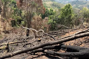  Kon Tum: Rừng bị phá, đốt nhưng báo cáo chỉ dọn thực bì
