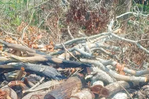 1 người bị phạt hơn 160 triệu đồng và phải trồng lại hơn 4.400 m2 rừng đã phá