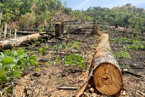 Vụ rừng bị phá, đốt nhưng báo cáo 'dọn thực bì': Khởi tố, bắt giam 5 bị can