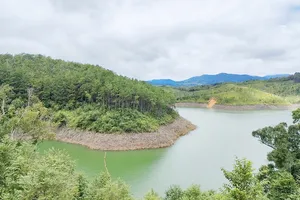 Truy trách nhiệm vụ hơn 25 ha rừng chết ngập do thủy điện