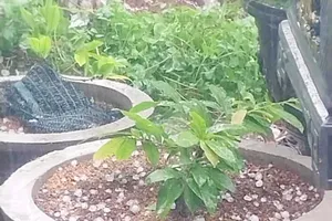 Gia Lai: Mưa đá kèm gió mạnh kéo dài 30 phút gây thiệt hại nặng