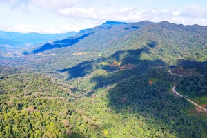 Phát hiện nhiều sai phạm tại Khu Bảo tồn thiên nhiên Ngọc Linh