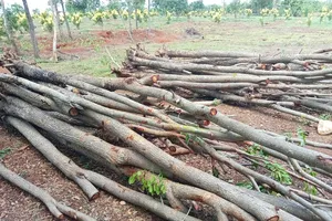 Gia Lai: Phát hiện vụ mua bán gần 100 cây gỗ giáng hương 