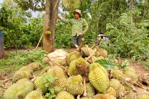 Sầu riêng rụng đầy vườn do mưa lớn kèm gió lốc ở Gia Lai