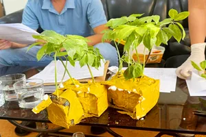 Mua cây giống Trung Quốc rồi rao bán trên mạng là sâm Ngọc Linh