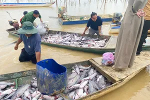 Nguyên nhân hơn 25 tấn cá lăng nuôi ở lòng hồ thủy điện Ia Ly bị chết 