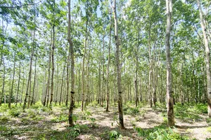 Lạ lùng 359 ha cao su vô chủ, không đơn vị nào dám nhận