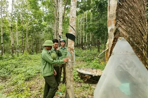 Yêu cầu làm rõ vụ 359 ha cao su vô chủ nhưng vẫn khai thác bình thường