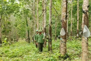 Vẫn chưa xác định ai đang khai thác 359 ha cao su vô chủ
