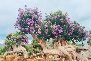 Chồng giấu diếm ôm tiền tỉ mua cây bằng lăng, vợ phát hiện khóc ngất