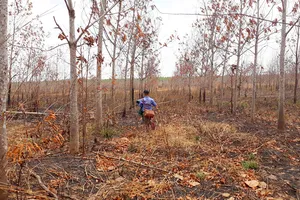 Chuyển đổi 50.000 ha rừng nghèo sang trồng cao su: Không hiệu quả!