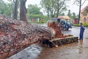 Thông cổ thụ ngã đè vào quán cà phê 