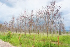 Dự án chuyển đổi 50.000 ha rừng nghèo trồng cao su: Làm rõ 70% diện tích bị chết, kém phát triển