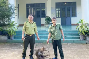Khỉ đuôi lợn quý hiếm dân bắt được nhưng không dám giữ nuôi