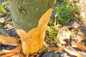 Gia Lai: Vườn cây ăn quả liên tục bị kẻ gian phá hoại