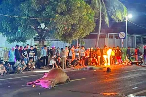 Tông con bò thả rông trong đêm, thanh niên tử vong, bò chết tại chỗ