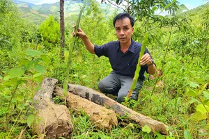 Đốt đuốc trồng cây vào ban đêm để chờ đền bù