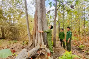 Kiến nghị bổ sung bảo vệ rừng vào danh mục nghề nguy hiểm