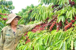 Đề xuất sớm mở sàn giao dịch cà phê để quản trị rủi ro