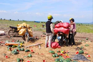 Dưa hấu vứt đầy đồng, nông dân khóc nghẹn