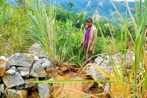 Dân yêu cầu thủy điện đền bù do làm chết cây trồng