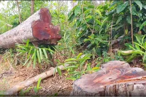 Tỉnh Gia Lai chỉ đạo khẩn trương điều tra vụ phá rừng