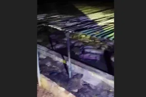 1.600 con heo thịt bị chết cháy trong trang trại heo