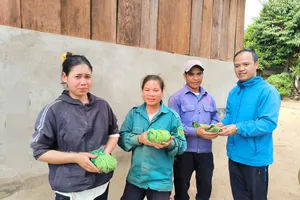 Cấp giống sâm Ngọc Linh giúp đồng bào nghèo Xơ Đăng thoát nghèo