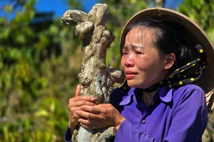 Người phụ nữ khóc ngất khi vườn cây bị kẻ gian phá hoại lần 2