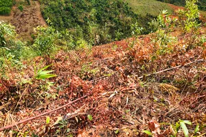 Lại có thêm vụ phá hoại vườn cây của dân ở Gia Lai