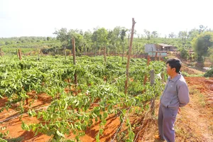 Gia Lai: Vườn chanh dây đang thu hoạch bị kẻ xấu phá hoại