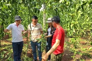 Vợ chồng trẻ xót xa nhìn vườn chanh dây bị kẻ xấu chặt gốc