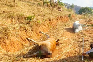 Lấy mẫu xét nghiệm tìm nguyên nhân 11 con bò chết bất thường 