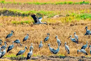Cần khẩn trương bảo vệ đàn cò ốc quý hiếm xuất hiện ở Gia Lai