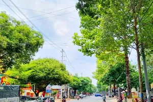 Bộ Công an đề nghị Đắk Lắk tiếp tục cung cấp thông tin về các dự án cây xanh