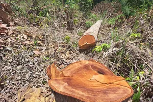 Gần 1 ha rừng bị phá gần trụ sở UBND huyện ở Kon Tum