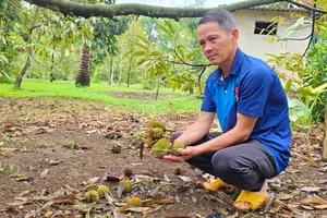 Gia Lai: Sầu riêng rụng trái non hàng loạt do sốc nhiệt