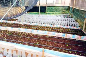 Mập mờ vụ cấp mã số vùng trồng sâm Ngọc Linh ở Kon Tum