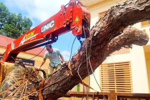 Thấy công an, 2 tài xế chở cây thông bonsai bỏ xe chạy trốn