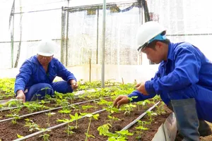 Vụ cấp mã số vùng trồng sâm Ngọc Linh mập mờ: Tỉnh chỉ đạo rà soát toàn bộ hồ sơ