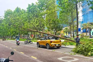 Bình Định: Ảnh hưởng bão số 1, cây xanh bật gốc đè trúng ô tô